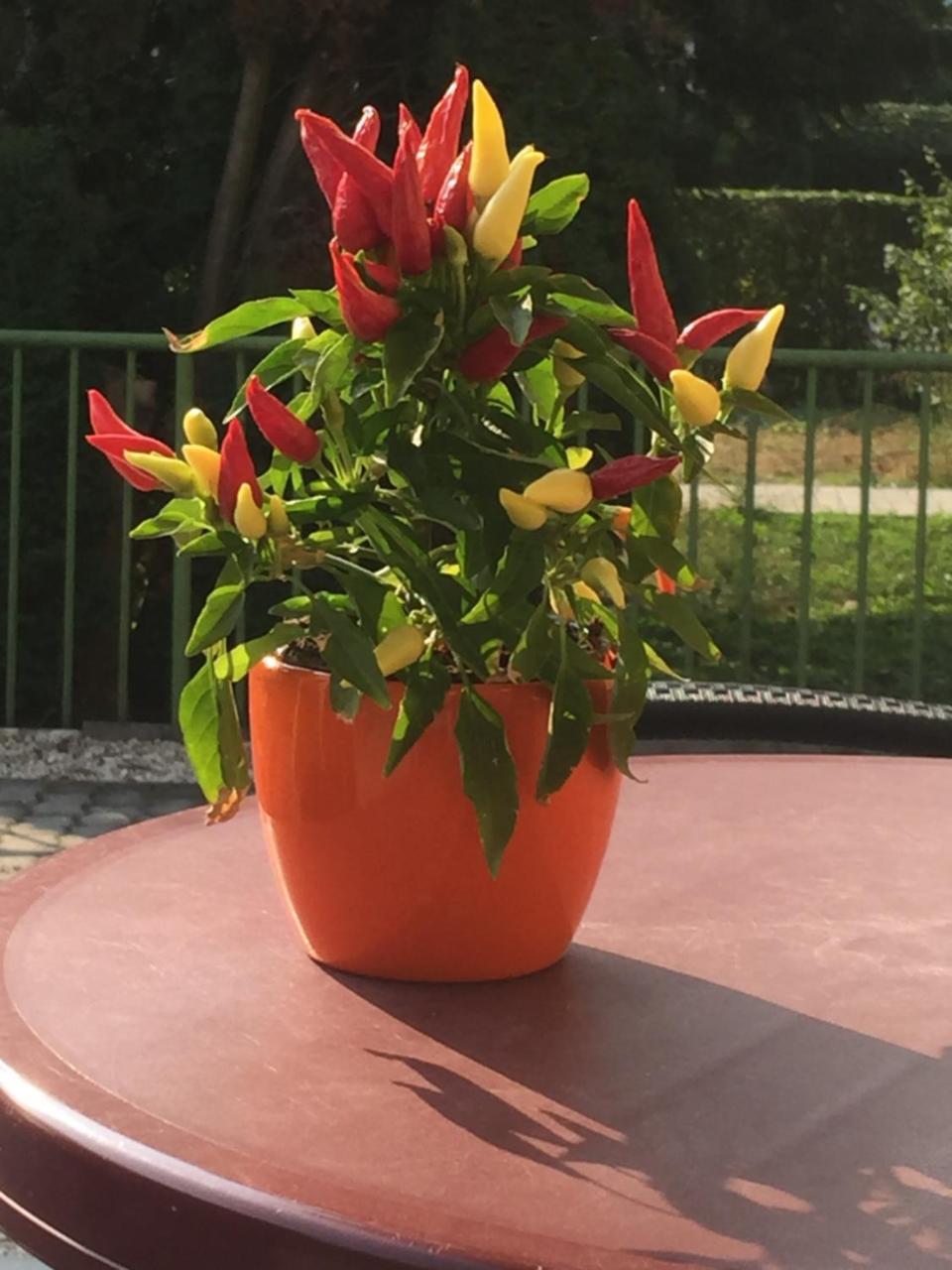 Villa Bella Apartman Бюк Экстерьер фото
